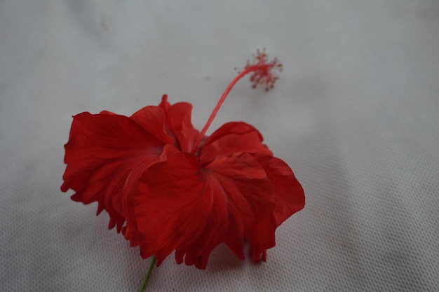 a red flower with the name of the company on it