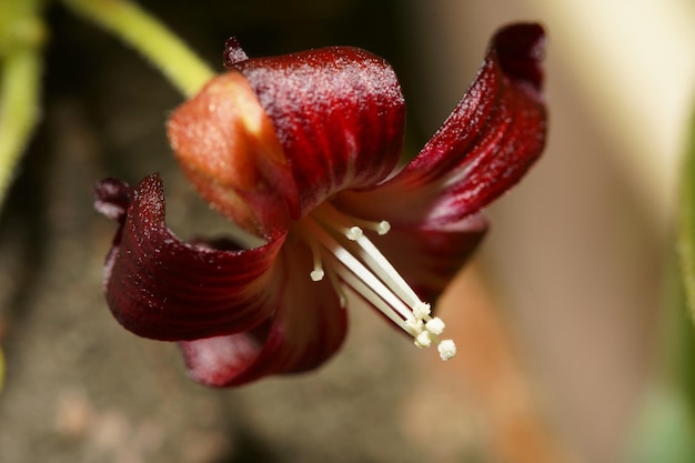 a red flower with the number 3 on it