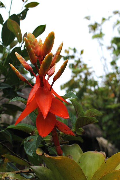 Photo a red flower with orange leaves and a green stem