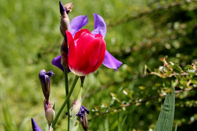 A red flower with purple irises in the background