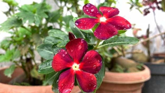 A red flower with rain drops on it