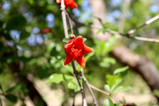 Foto un fiore rosso con un centro rosso è su un ramo.
