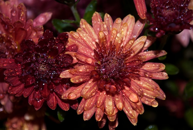 Un fiore rosso con gocce d'acqua su di esso