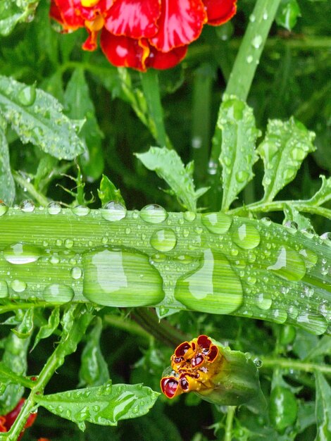 A red flower with water drops on it and a bee on it.