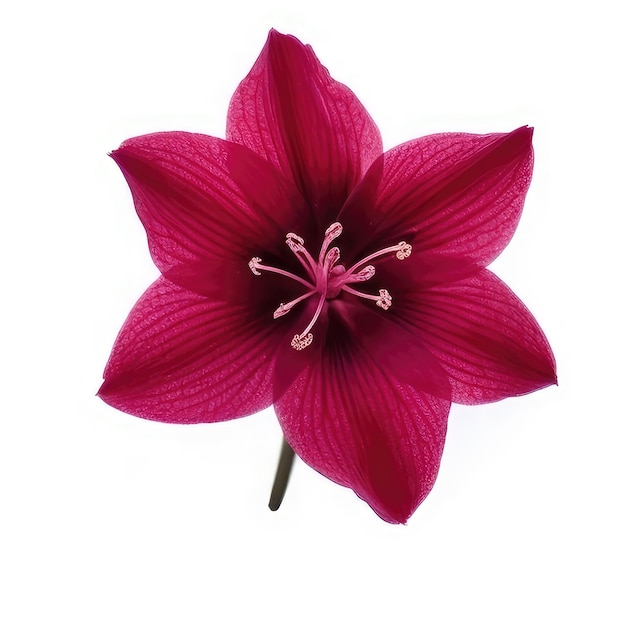 A red flower with a white background and the word " strobish " on the bottom.