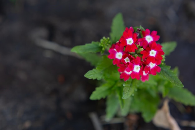 Photo a red flower with white flowers in the background