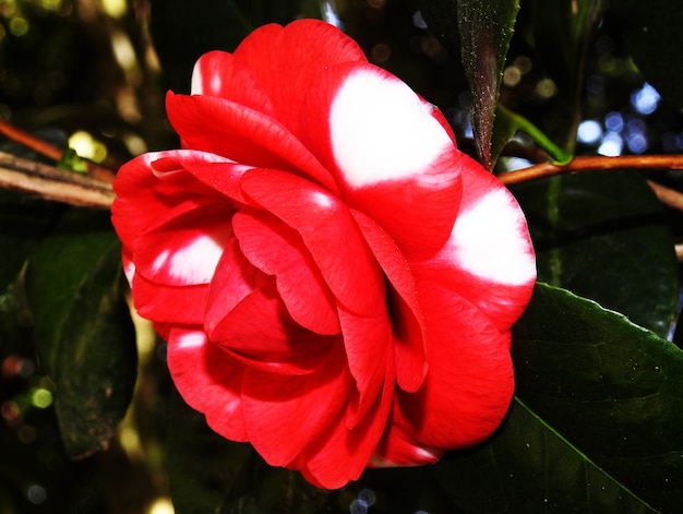 A red flower with white polka dots