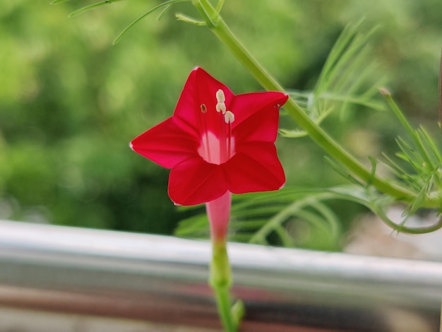 Красный цветок с белыми тычинками и белой тычинкой.
