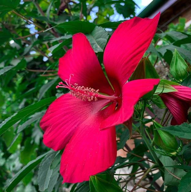 A red flower with the word hibiscus on it