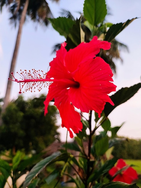 Photo a red flower with the word palm in the middle