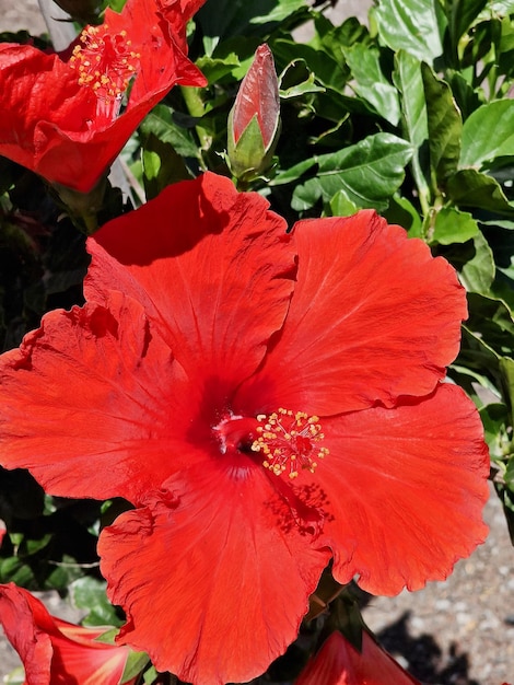 Photo a red flower with a yellow center and a green leaf.