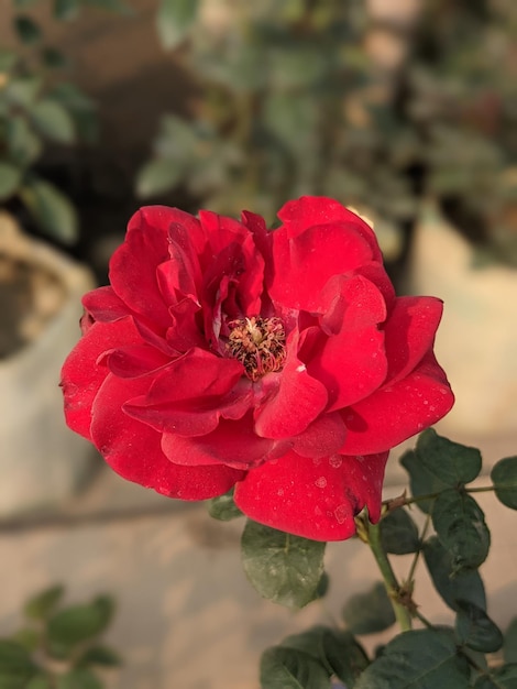 A red flower with a yellow center and a red center.