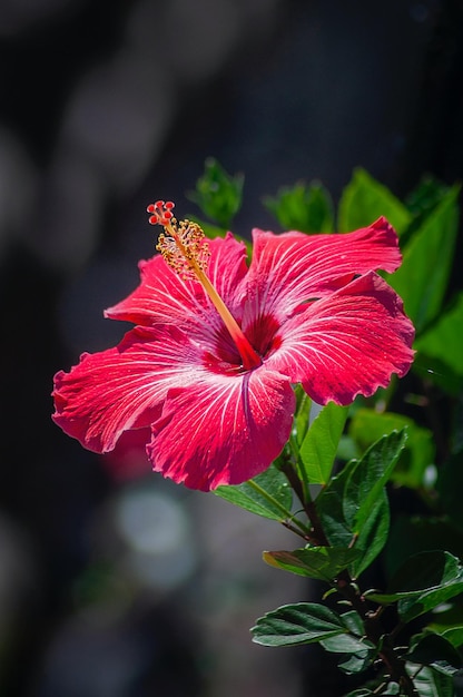 A red flower with a yellow center and a red center.