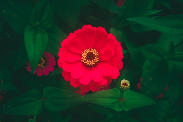 A red flower with a yellow center