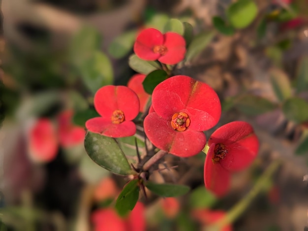 A red flower with a yellow center