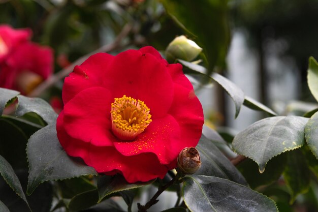 Foto un fiore rosso con un centro giallo