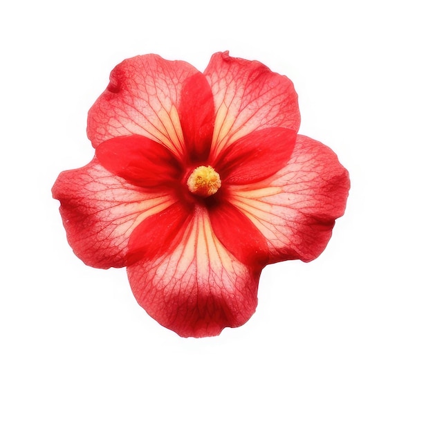 A red flower with yellow and red stripes