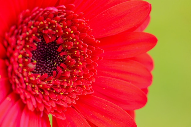 A red flower with yellow stamens