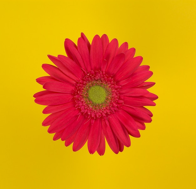 Red flower over yellow background