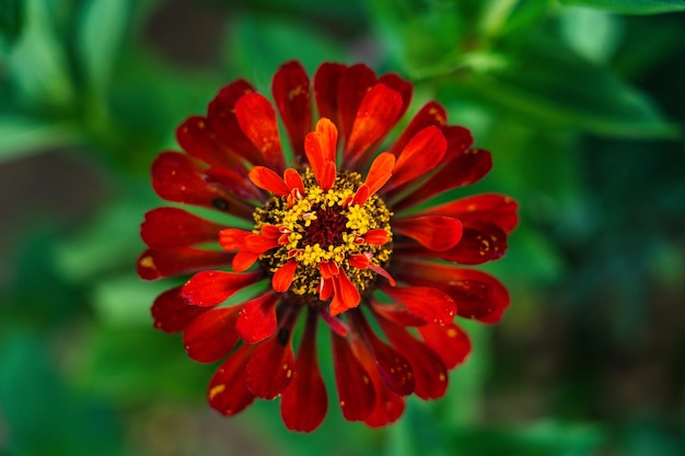 Красный цветок цинния георгин цветок вид сверху