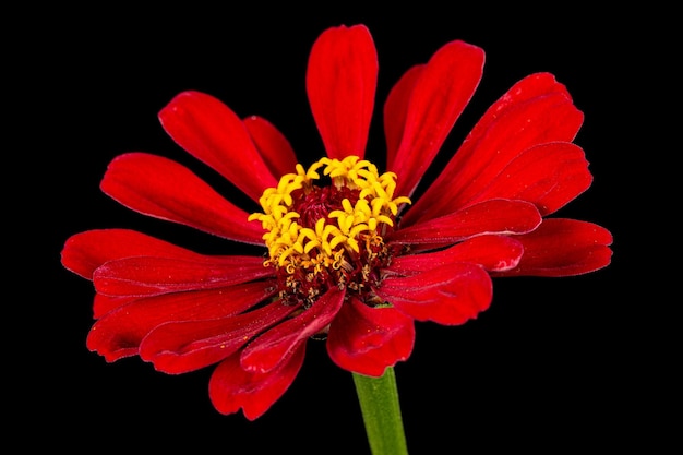 Red flower of zinnia isolated on black background