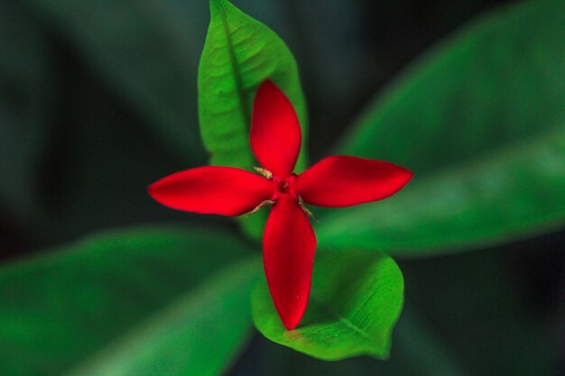 red flower