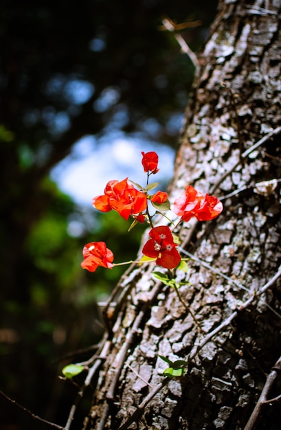 Red Flower