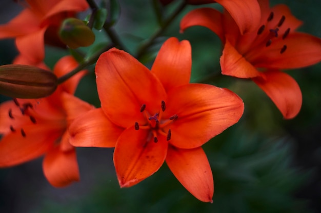 Red Flower