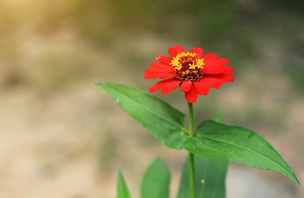 red flower