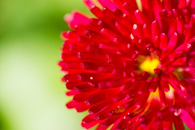 Red flower