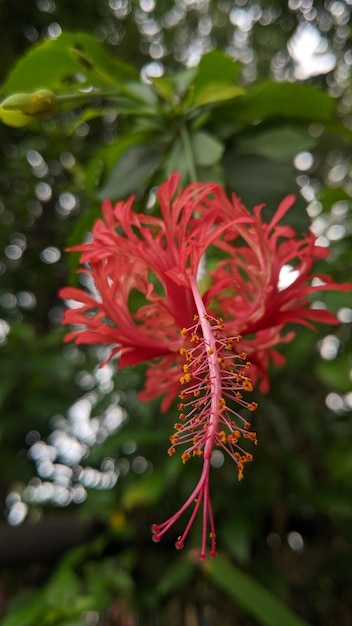 red flower