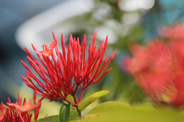 red flower