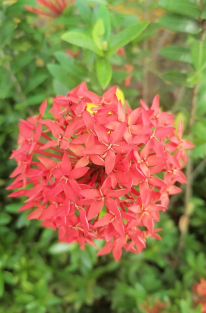 Red Flower