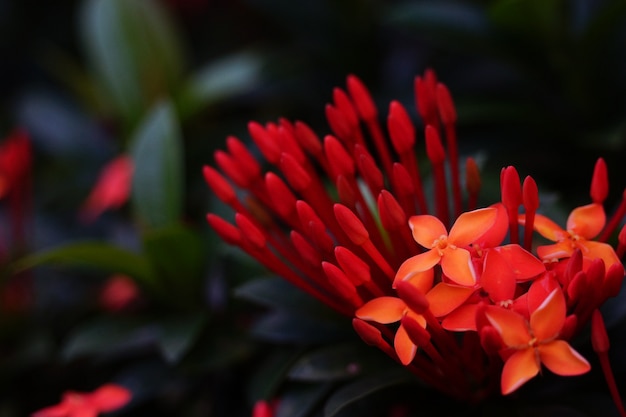 Red flower