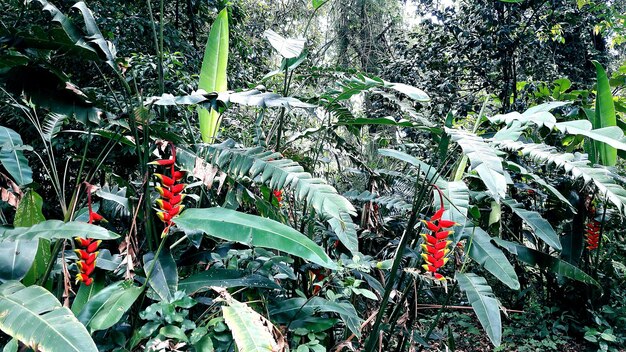 Red flowering plant in forest