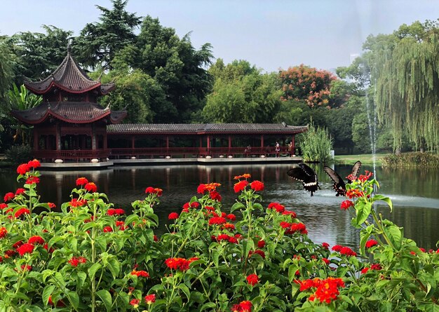 Photo red flowering plants by lake against sky