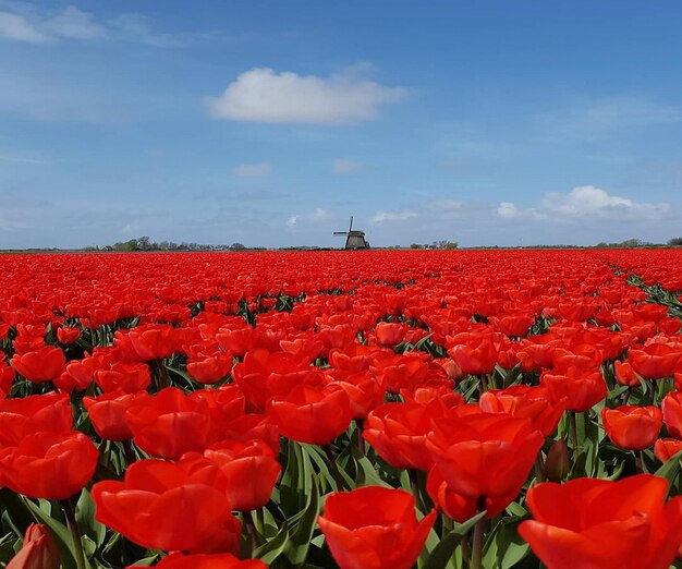 Red flowering plants on field against sky