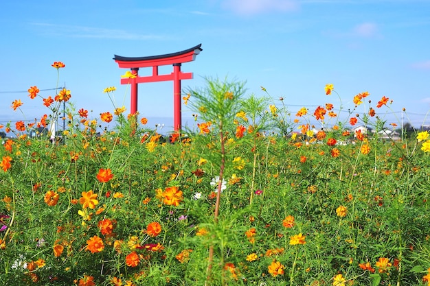 空の向こうの畑で赤い花がく植物