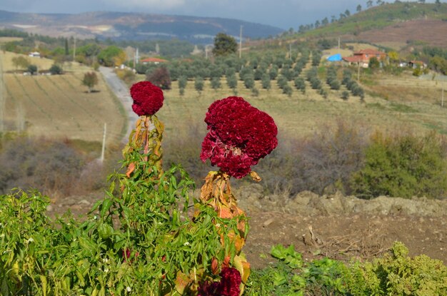 Red flowering plants on field