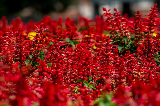 写真 畑で育つ赤い花の植物