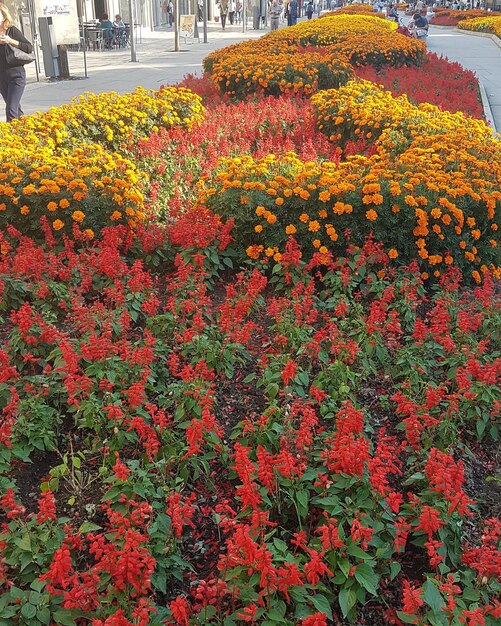 Red flowering plants in park during autumn