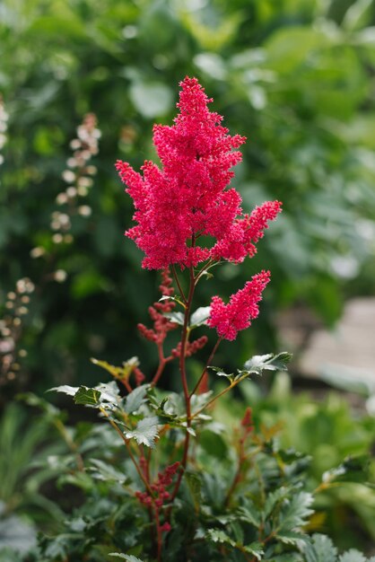 Foto fiori rossi astilba red sentinel in estate in giardino