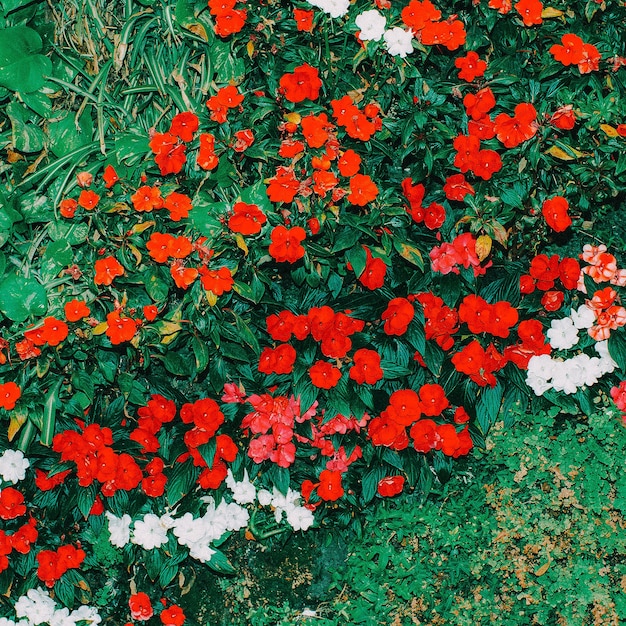 赤い花の背景最小限のアートデザイン