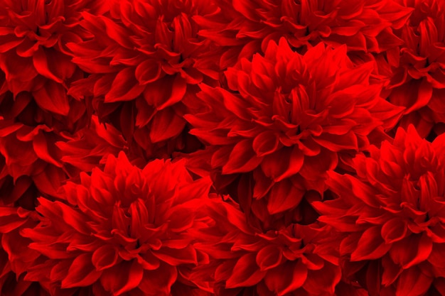 Red flowers background