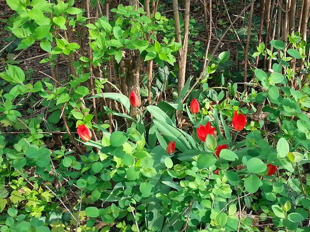 Red flowers blooming on field