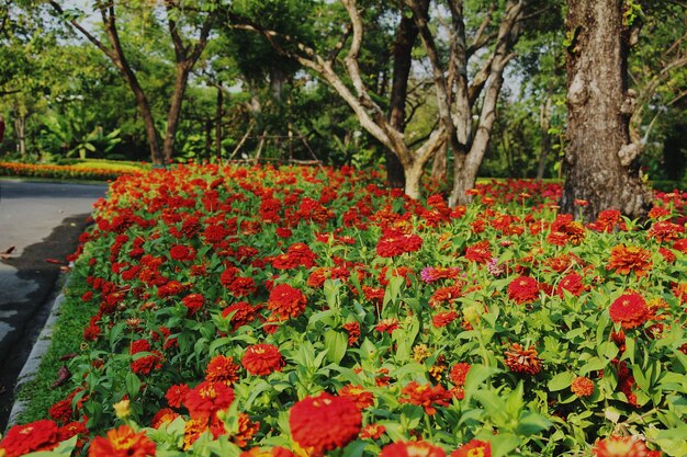 Red flowers blooming outdoors