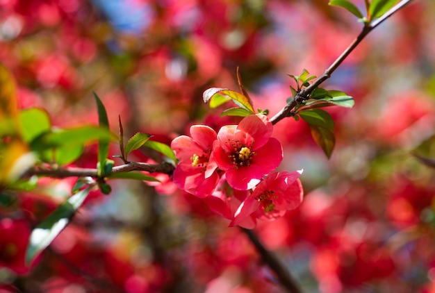 Red flowers of blooming sakura tree in spring. selective focus