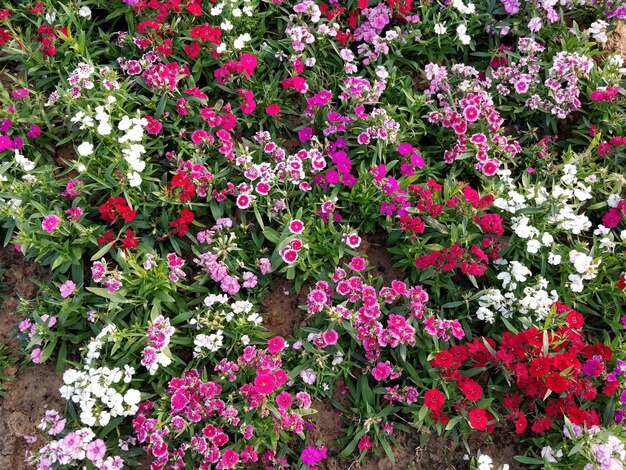 Foto fiori rossi che fioriscono in primavera