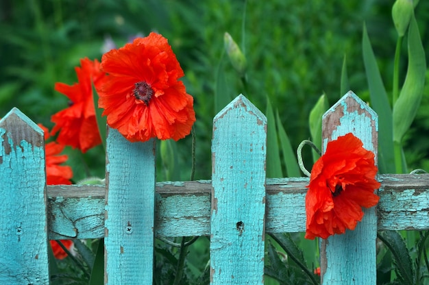 red flowers on a blue fence