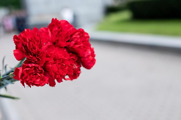 写真 赤い花の花束 犠牲者を追悼する赤いカーネーション 戦没者を偲んで 埋葬された墓に花 戦勝記念日 メモリアルデー コピースペース